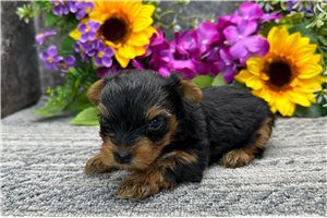 Nicholas - puppy for sale