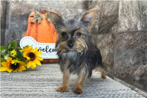 Barbie - Yorkshire Terrier - Yorkie for sale