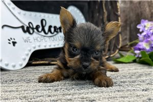 Barbie - Yorkshire Terrier - Yorkie for sale