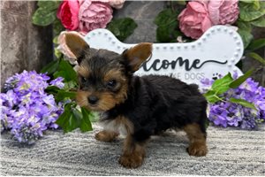 Neko - Yorkshire Terrier - Yorkie for sale