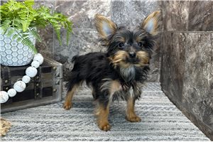 Betty - Yorkshire Terrier - Yorkie for sale