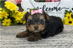 Plum - Yorkshire Terrier - Yorkie for sale