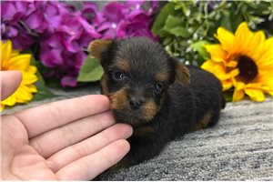 Baxter - Yorkshire Terrier - Yorkie for sale