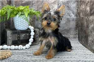Baylee - Yorkshire Terrier - Yorkie for sale