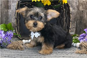 Pauly - Yorkshire Terrier - Yorkie for sale