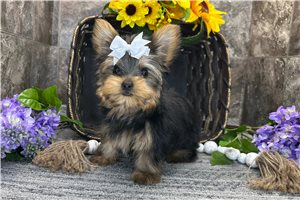 Plum - Yorkshire Terrier - Yorkie for sale
