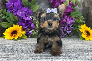 Plum - Yorkshire Terrier - Yorkie for sale
