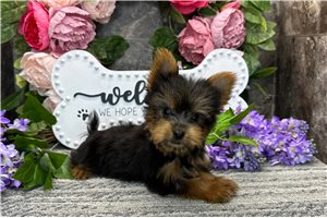 Baxter - puppy for sale