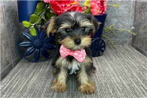 Nelson - Yorkshire Terrier - Yorkie for sale