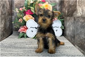 Natasha - Yorkshire Terrier - Yorkie for sale
