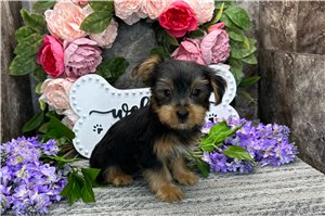 Bugs - Yorkshire Terrier - Yorkie for sale