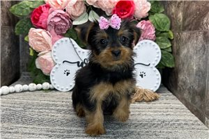 Nelly - Yorkshire Terrier - Yorkie for sale