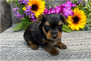 Nate - puppy for sale
