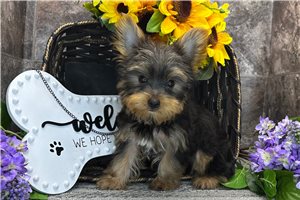 Carlson - Yorkshire Terrier - Yorkie for sale