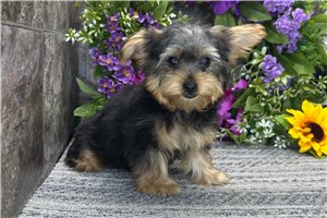 Pauly - Yorkshire Terrier - Yorkie for sale
