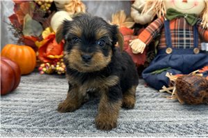 Porter - Yorkie for sale