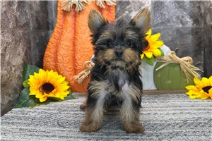 Nancy - Yorkshire Terrier - Yorkie for sale