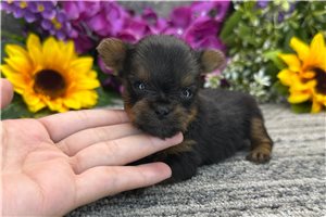 Barbie - Yorkshire Terrier - Yorkie for sale