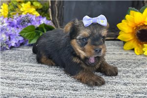Plum - puppy for sale