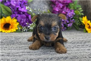 Tulla - Yorkshire Terrier - Yorkie for sale