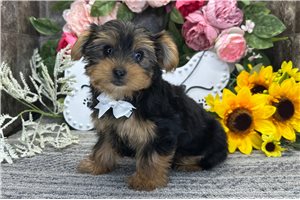 Pauly - Yorkshire Terrier - Yorkie for sale