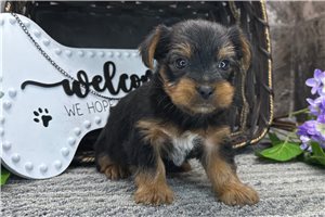 Bugs - Yorkshire Terrier - Yorkie for sale