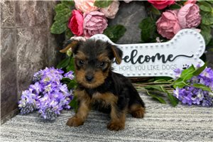 Natasha - Yorkshire Terrier - Yorkie for sale
