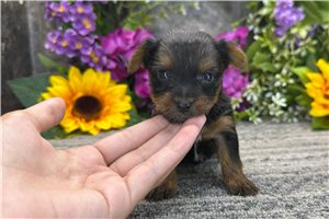 Betty - puppy for sale