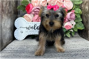 Dani - Yorkshire Terrier - Yorkie for sale