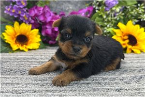 Baylee - puppy for sale