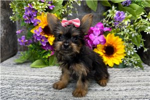 Barbie - Yorkshire Terrier - Yorkie for sale