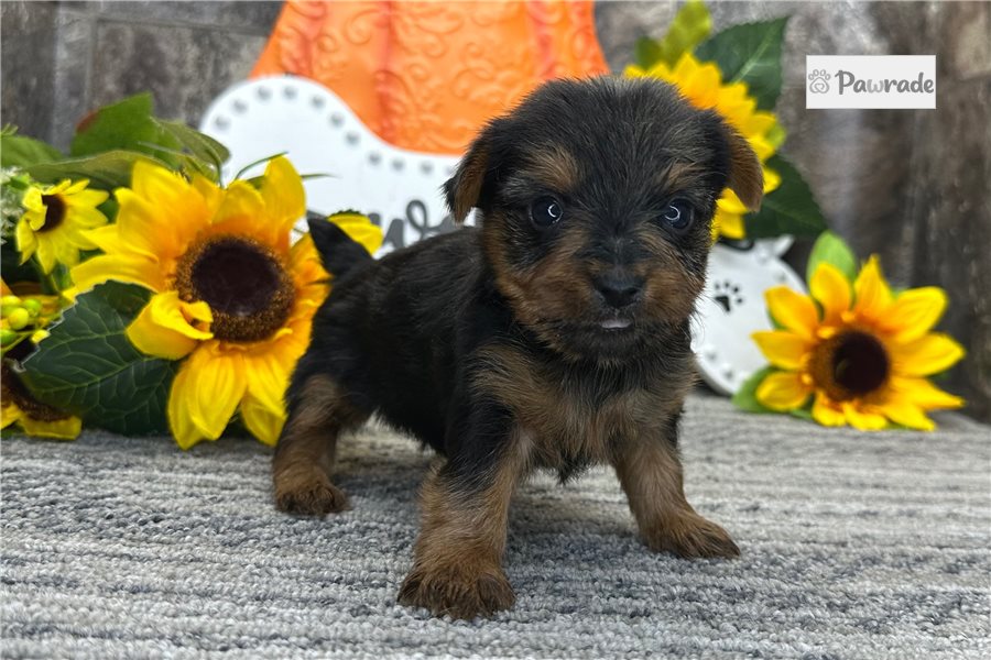 Peaches - Yorkshire Terrier for sale