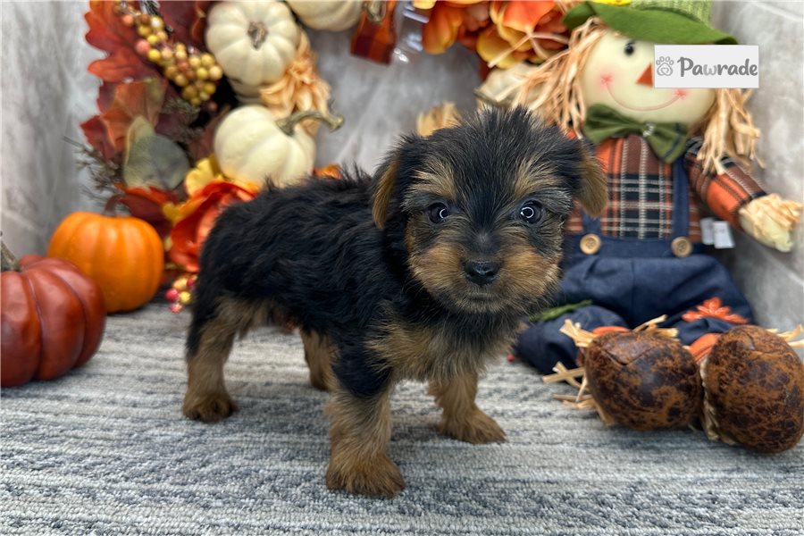 Peaches - Yorkshire Terrier for sale