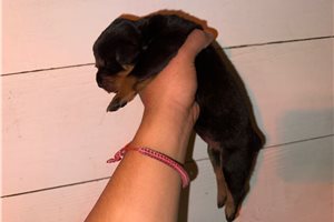 Nanny - Rottweiler for sale