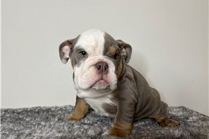 Presley - English Bulldog for sale
