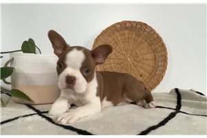 Drake - Boston Terrier for sale