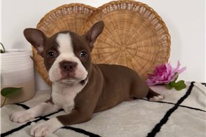Darcy - Boston Terrier for sale