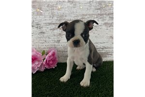 Boston Terrier for Sale | Puppies | Pawrade.com