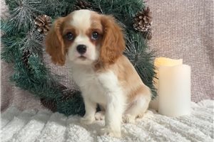 Tobias - puppy for sale