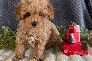 Cadee - Poodle, Toy for sale