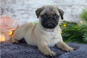 Moxi - Pug for sale