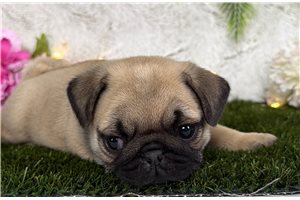 Mable - Pug for sale