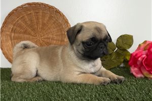 Angus - puppy for sale