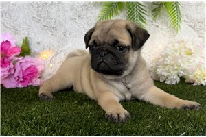 Moxi - Pug for sale
