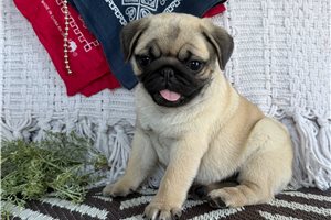 Mable - Pug for sale