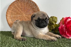 Adora - puppy for sale