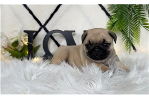 Mable - Pug for sale