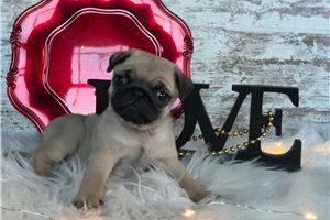 Nina - Pug for sale