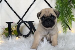 Maven - Pug for sale