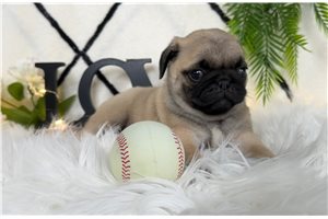 Moxi - Pug for sale